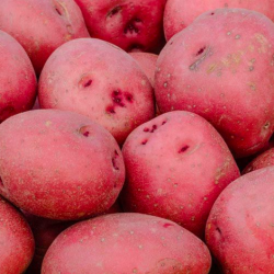 Growing Potato