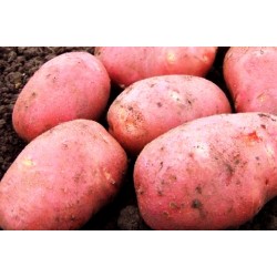 Seed Potato - Red Pontiac