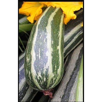 Zucchini, Summer Squash seeds
