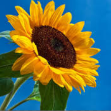 Growing Sunflowers