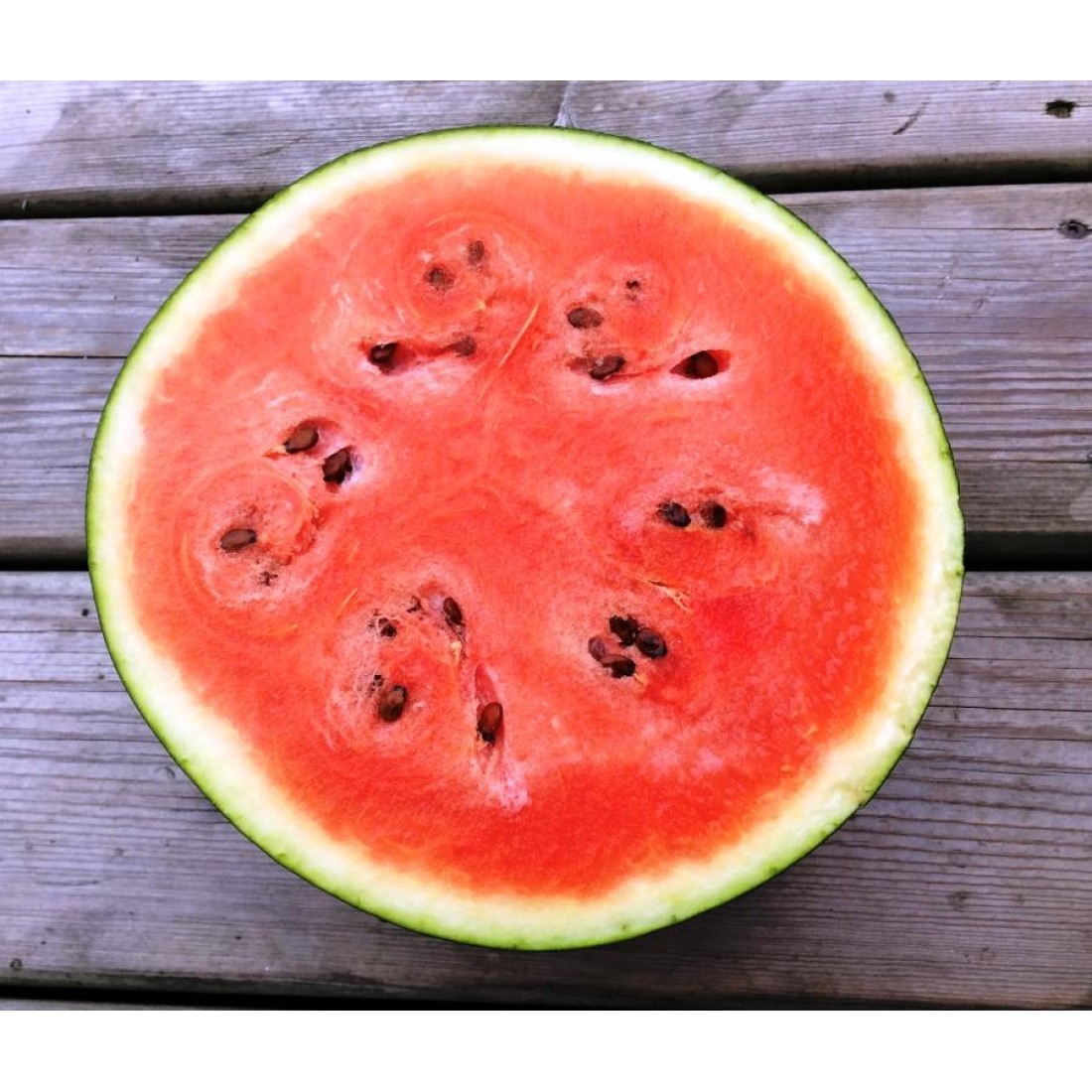 Sugar Baby Watermelon seeds Elena�s Organic Garden