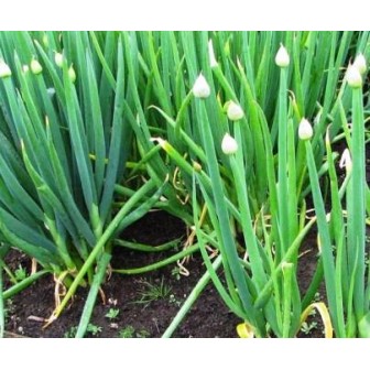 Onion Welsh, Heirloom seeds