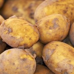 Seed Potato - Yukon Gold