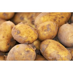 Seed Potato - Yukon Gold Seed Potato - Yukon Gold