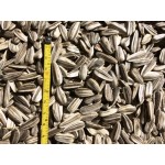 Sunflower Kazakhstan Striped, seeds