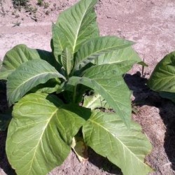 Canadian Virginia,  tobacco plant 2" pot
