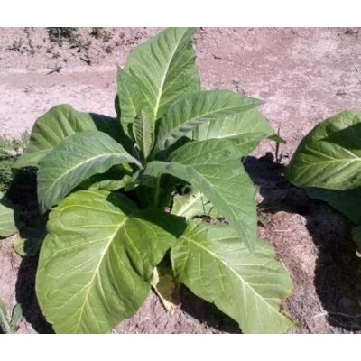 canadian virginia tobacco Canadian Virginia Tobacco plant 2