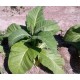 Canadian Virginia,  tobacco plant 2" pot