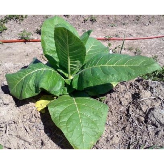 Virginia Gold,  tobacco plant 2" pot
