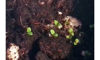 The Best Time to Plant Tobacco Seeds in Canada’s Climate Zones