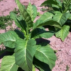Canadian Virginia,  Tobacco seeds