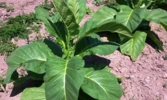 canadian virginia tobacco What's the best tobacco variety to grow in Ontario—or in Canada?
