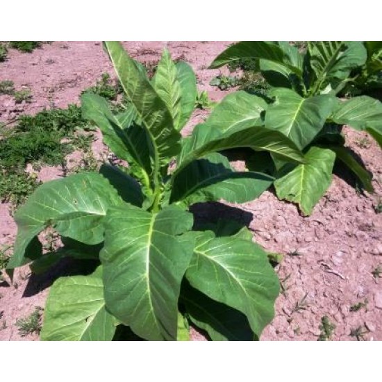 Canadian Virginia,  Tobacco seeds