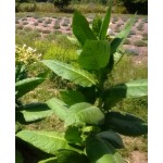 Monte Calme Brun, tobacco seeds