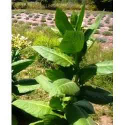 tobacco road london all about tobacco road london all about
