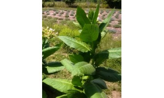 Best Tobacco Varieties to Grow in Canada