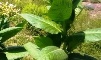 growing tobacco in canada Best Tobacco Varieties to Grow in Canada