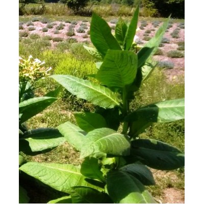 Monte Calme Brun, tobacco seeds Monte Calme Brun, tobacco seeds