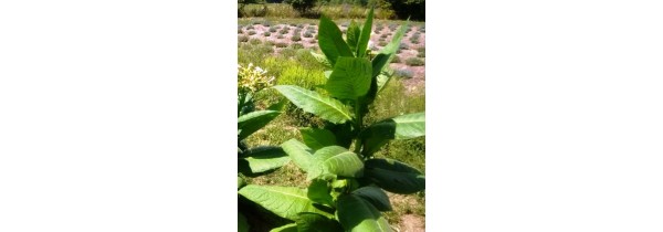 Best Tobacco Varieties to Grow in Canada