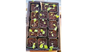Transplant Tobacco Seedlings (step-by-step)