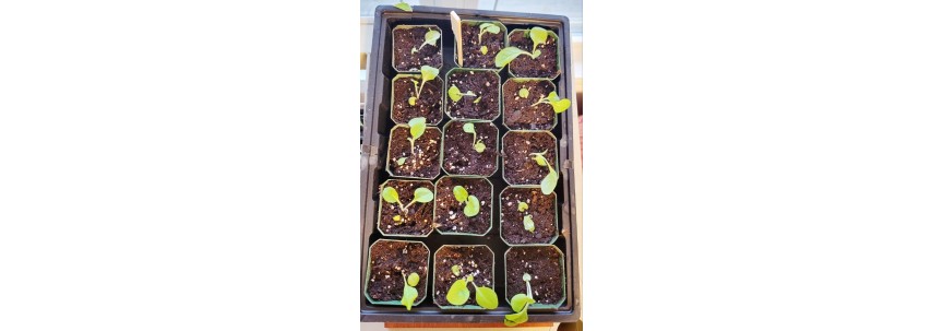 Transplant Tobacco Seedlings (step-by-step)