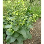 Aztec Wild, Tobacco seeds