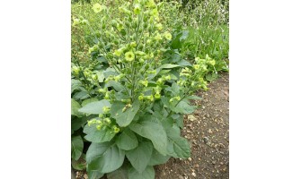 Nicotiana Rustica (Aztec Tobacco): Hardy, Traditional, and Ceremonial Variety