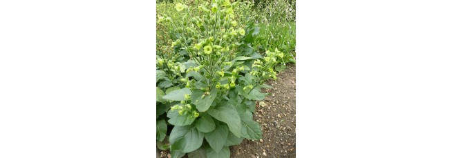 Nicotiana Rustica (Aztec Tobacco): Hardy, Traditional, and Ceremonial Variety