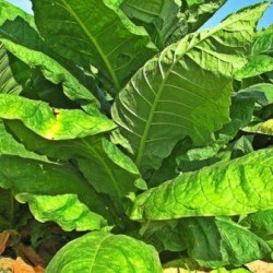 Burley,  tobacco plant 2" pot