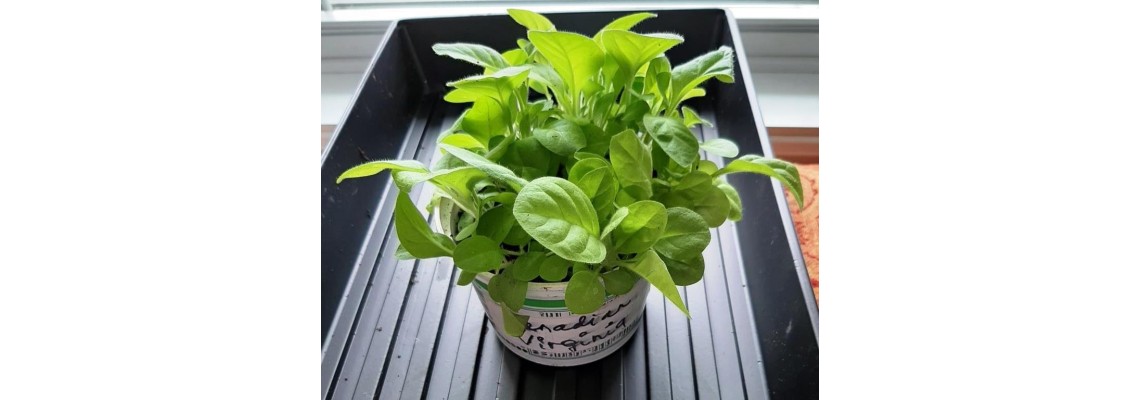 How to Grow Tobacco from Seed in Canada: Step-by-Step Guide