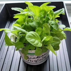 Canadian Virginia,  tobacco plants, 10+ seedlings in one pot
