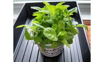 How to Grow Tobacco from Seed in Canada: Step-by-Step Guide