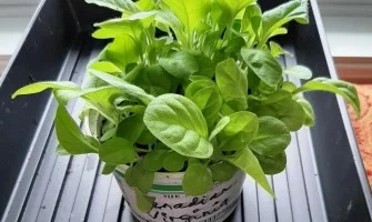 can you grow tobacco indoors How to Grow Tobacco from Seed in Canada: Step-by-Step Guide