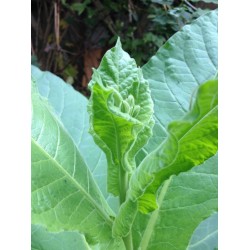 Havanna,  tobacco plant 2" pot