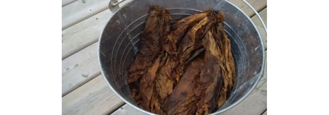 Using Tobacco as a Natural Garden Pesticide