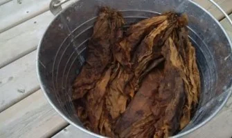 pueblo tobacco yellow TOBACCO 'San Juan Pueblo' --Nicotiana rustica--