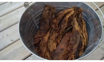 Using Tobacco as a Natural Garden Pesticide