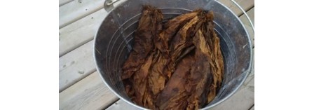 Using Tobacco as a Natural Garden Pesticide