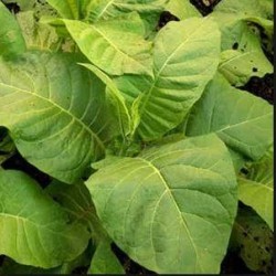 Monte Calme Brun,  tobacco plant 2" pot