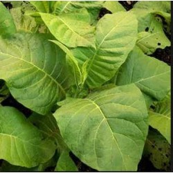 Monte Calme Brun,  tobacco plant 2" pot