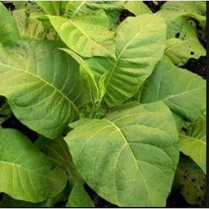 Monte Calme Brun,  tobacco plant 2" pot