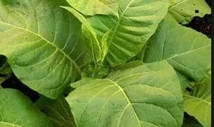 Is it legal to grow your own tobacco in Canada?