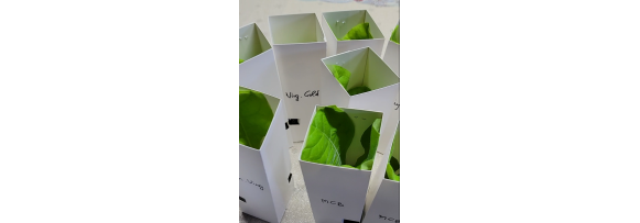 How We Carefully Pack and Ship Our Plants