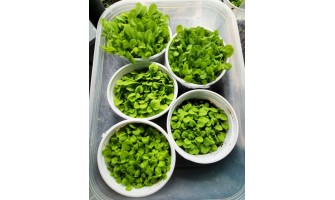 Tobacco Growing Conditions: Soil, Light, and Water Requirements