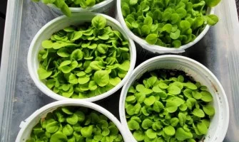how much water does tobacco need to grow Tobacco Growing Conditions: Soil, Light, and Water Requirements