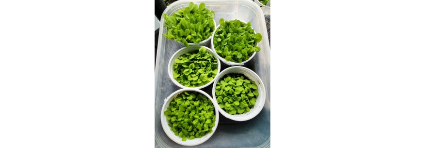 Tobacco Growing Conditions: Soil, Light, and Water Requirements