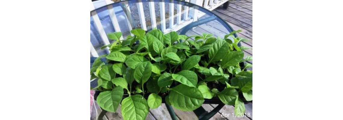 We grow and ship live plants too !