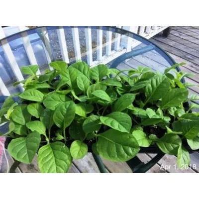 canadian virginia tobacco Canadian Virginia Tobacco plant 2