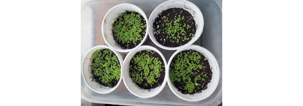 Now Is the Perfect Time to Plant Your Tobacco Seeds