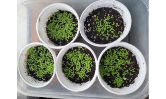 Now Is the Perfect Time to Plant Your Tobacco Seeds